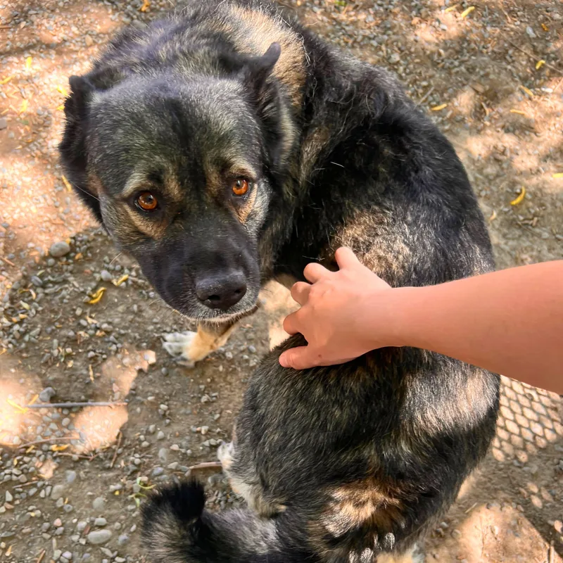 An adult medium-sized male Gray / Blue / Silver Norwegian Elkhound dog named Rocky  Delta for adoption in Ridgway, CO