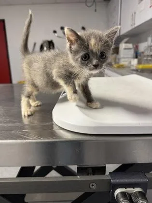 A baby small-sized female Domestic Short Hair cat named Hyacinth for adoption in West Chester, PA