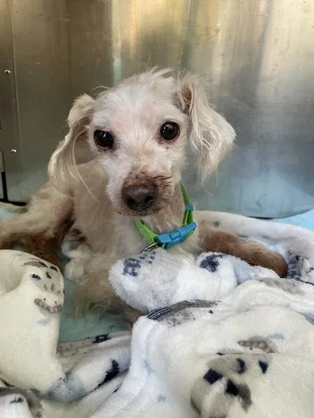 A senior small-sized male Mixed Breed dog named Mr. Telephone Man for adoption in New York, NY