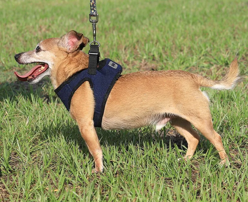 A senior small-sized male Chihuahua dog named Bentley for adoption in North Fort Myers, FL