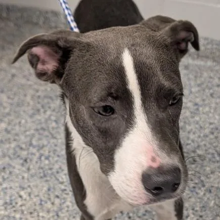 A young medium-sized male Gray / Blue / Silver Mixed Breed dog named Smokey for adoption in Greenville, SC