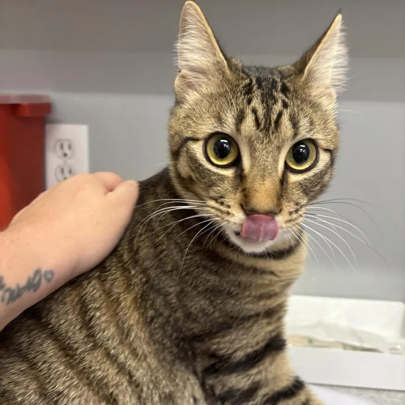 An adult large-sized male Brown / Chocolate Domestic Short Hair cat named Buddy for adoption in Spokane, WA