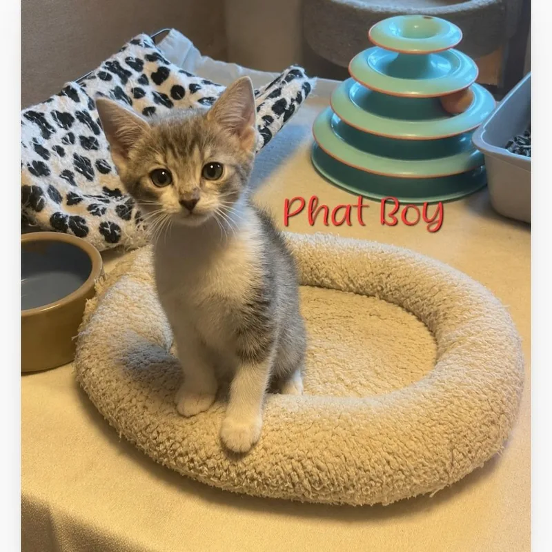 Phat Boy