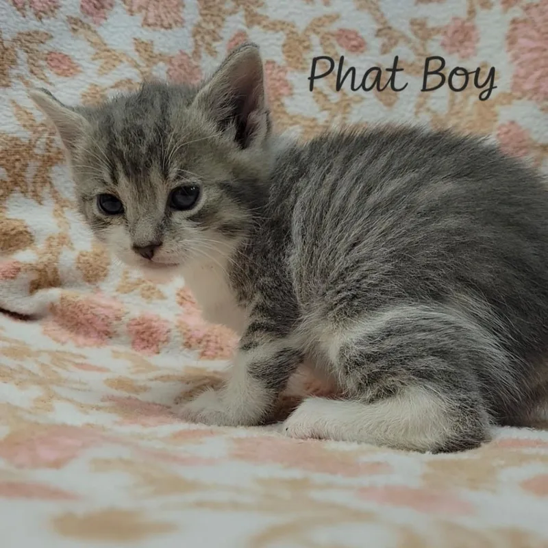 Phat Boy thumbnail 2