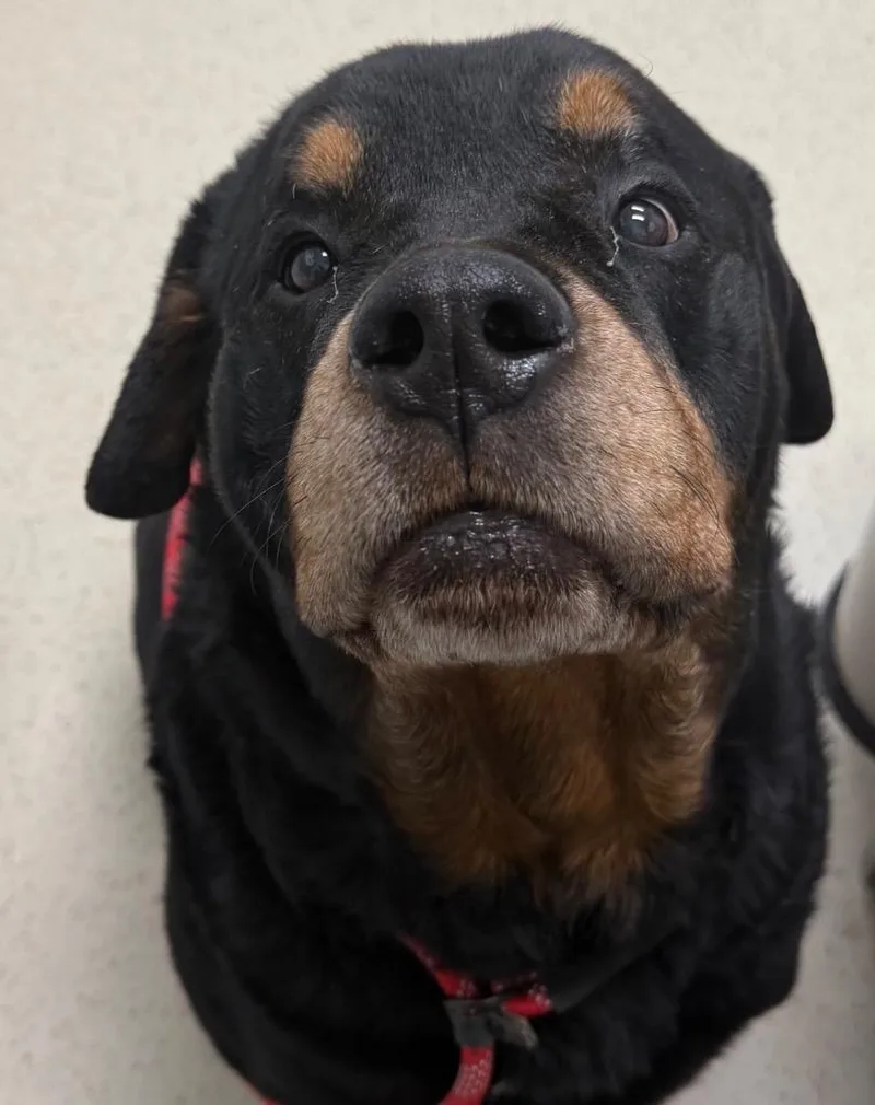 A senior extra large-sized male Black Rottweiler dog named Zeno for adoption in Amery, WI
