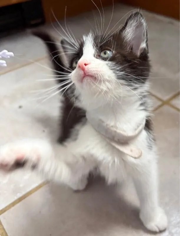A young medium-sized female Black Domestic Short Hair cat named Oreo for adoption in North Babylon, NY