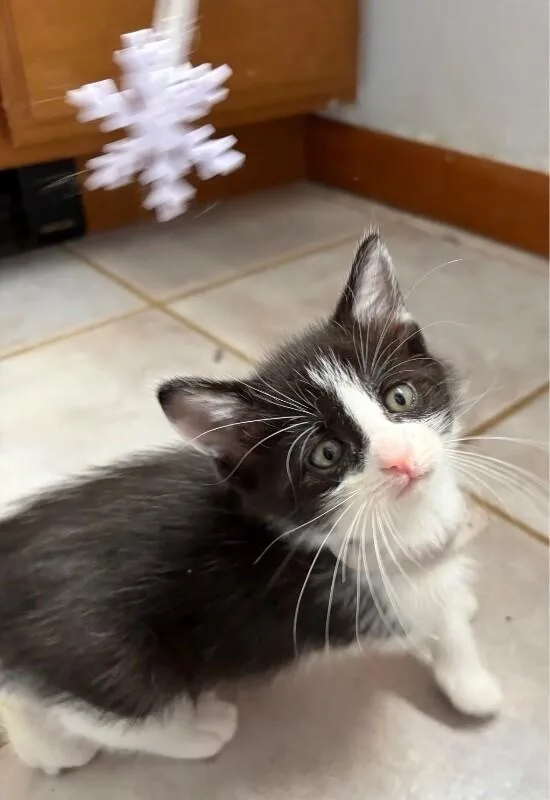 Oreo thumbnail 2