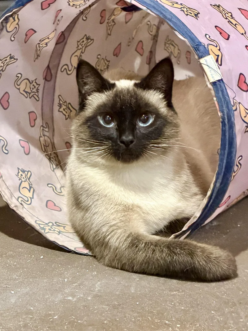 An adult medium-sized female Seal Point Siamese cat named Belle for adoption in Seven Valleys, PA
