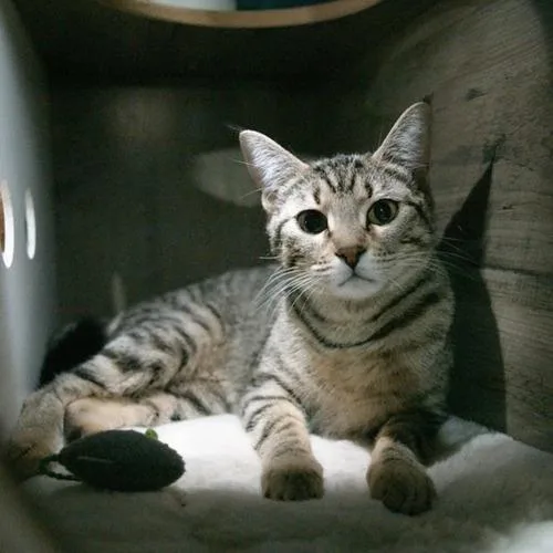 A young medium-sized female Brown / Chocolate Domestic Short Hair cat named Amy Winehouse for adoption in Sarasota, FL