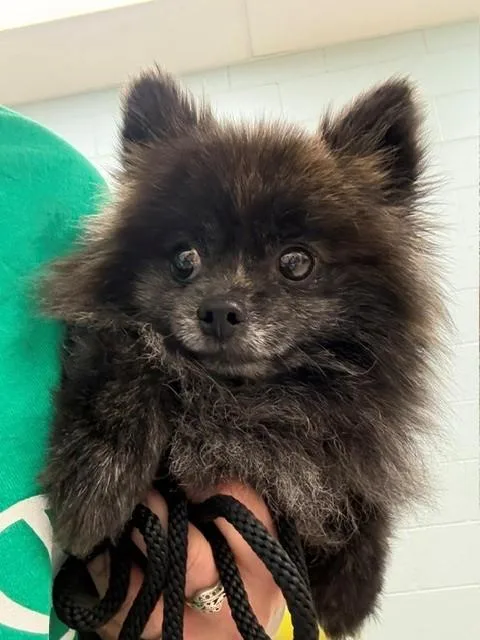 Loki