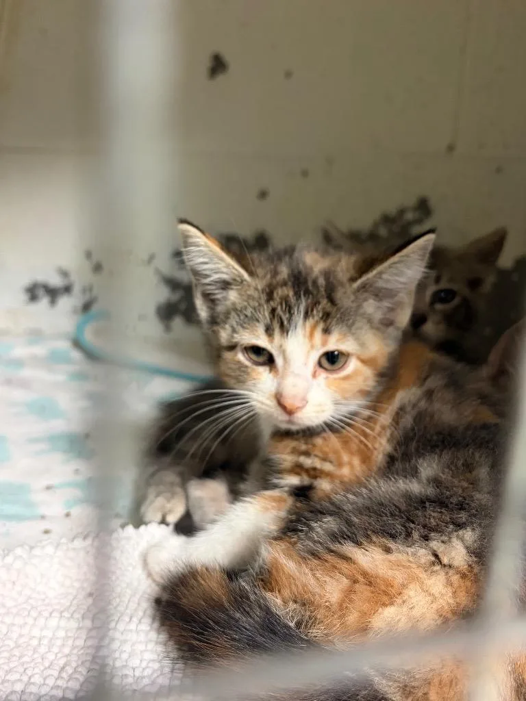 A baby medium-sized female Domestic Short Hair cat named Wrench for adoption in Ada, OK