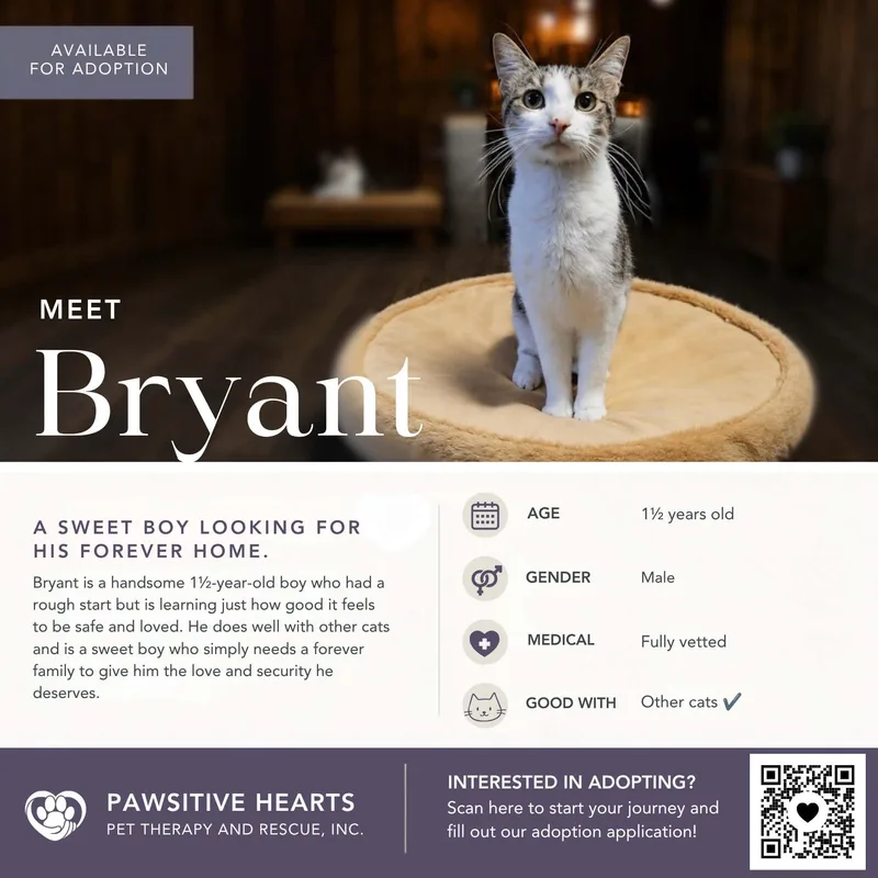 An adult medium-sized male Domestic Short Hair cat named Bryant for adoption in Kenhorst, PA