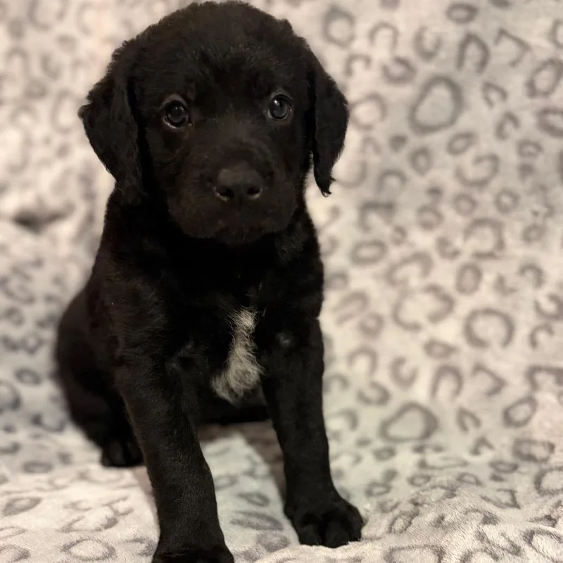 A baby medium-sized female Black Labrador Retriever dog named Emma Lou for adoption in Sequatchie, TN