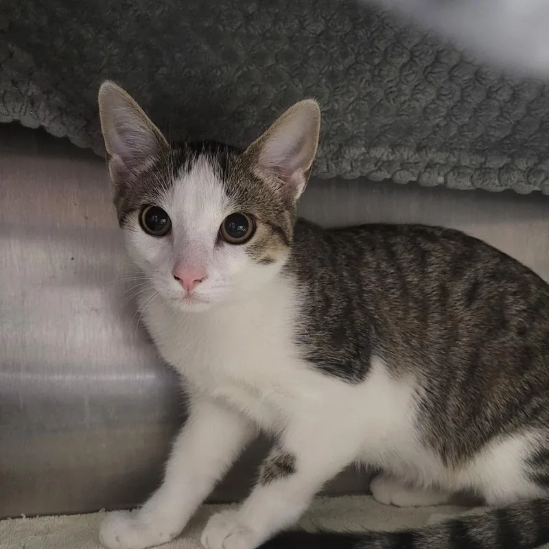 A baby medium-sized female Gray / Blue / Silver Domestic Short Hair cat named Pokey for adoption in Fort Wayne, IN