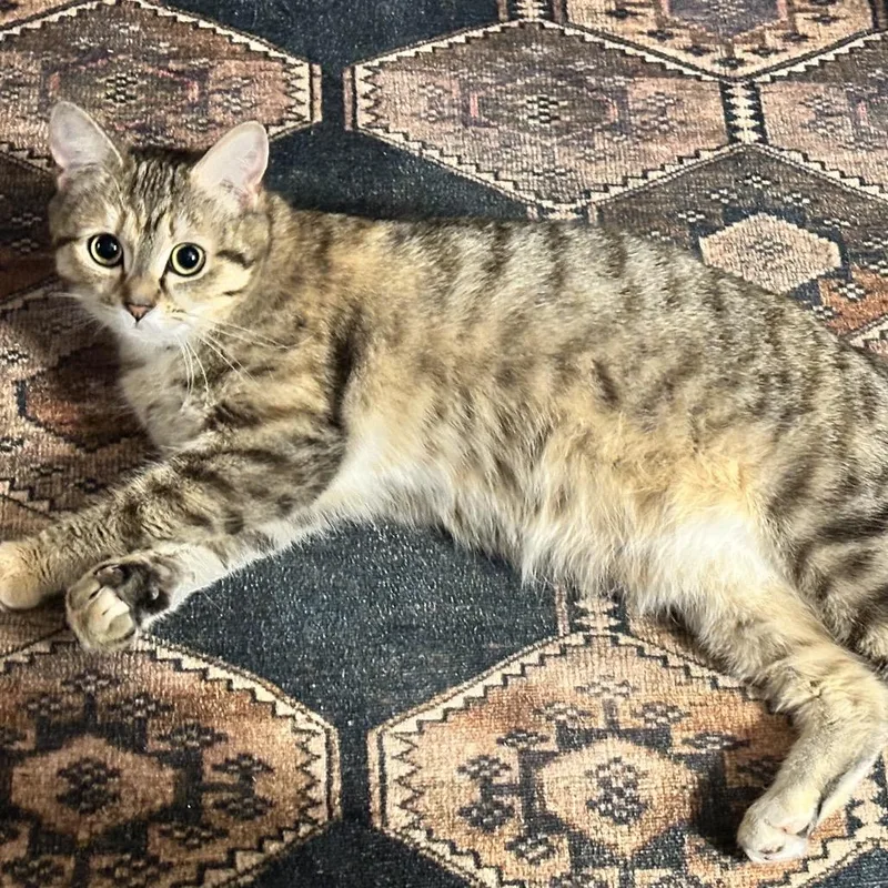 A young medium-sized female Brown / Chocolate Domestic Short Hair cat named Marigold for adoption in Gloucester, VA