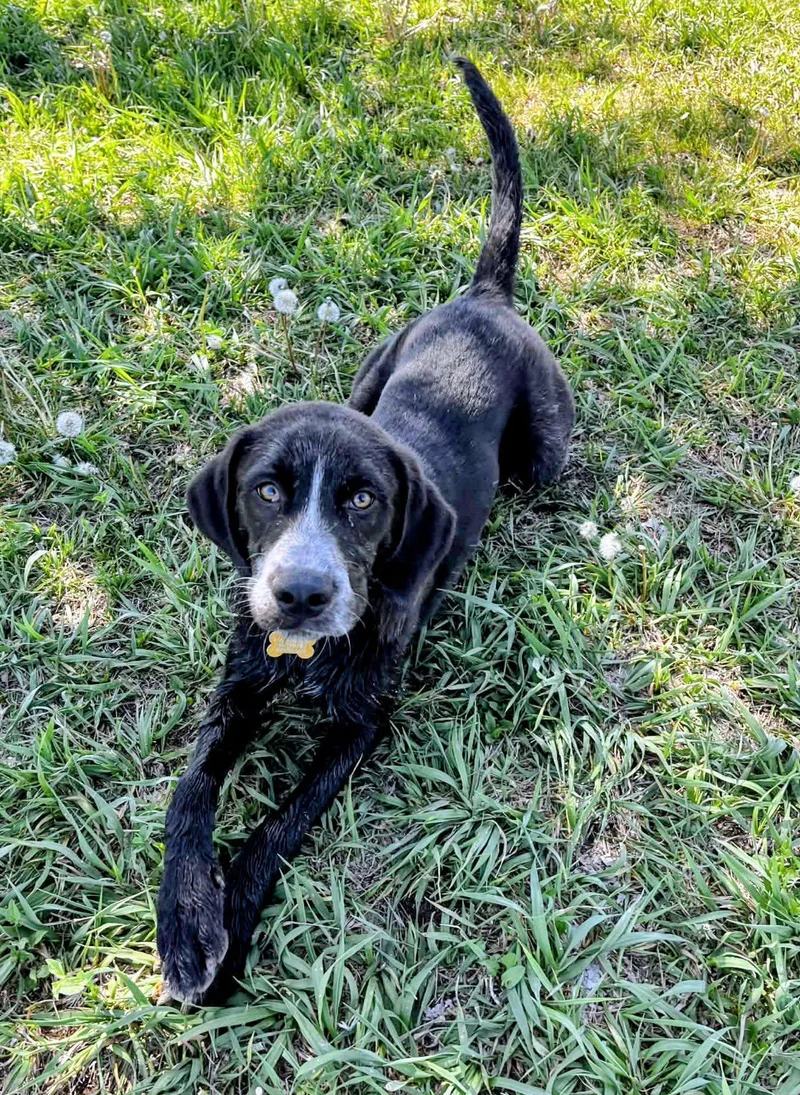 A young large-sized male Black Labrador Retriever dog named Otto for adoption in Lincoln, NE
