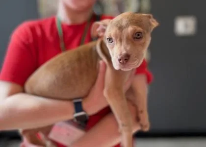 A baby medium-sized female Mixed Breed dog named Nimbus for adoption in West Chester, PA