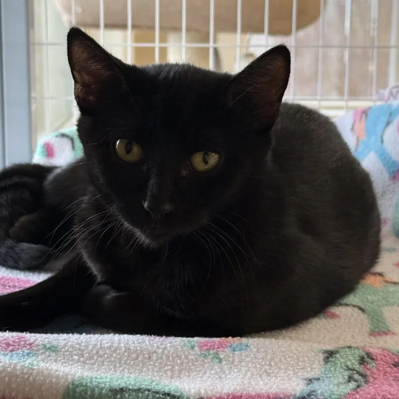 A young large-sized female Domestic Short Hair cat named Velvet for adoption in Medford, OR