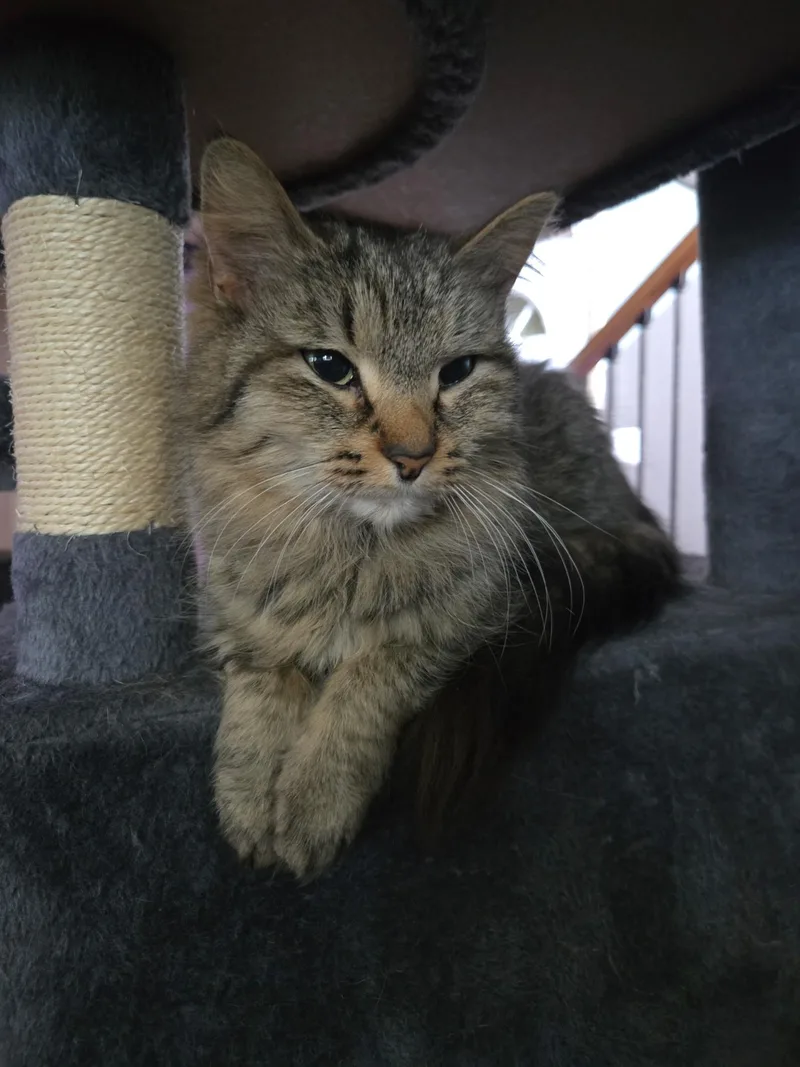 An adult medium-sized female Tabby (Brown / Chocolate) Tabby cat named Pikachu for adoption in Wadsworth, IL