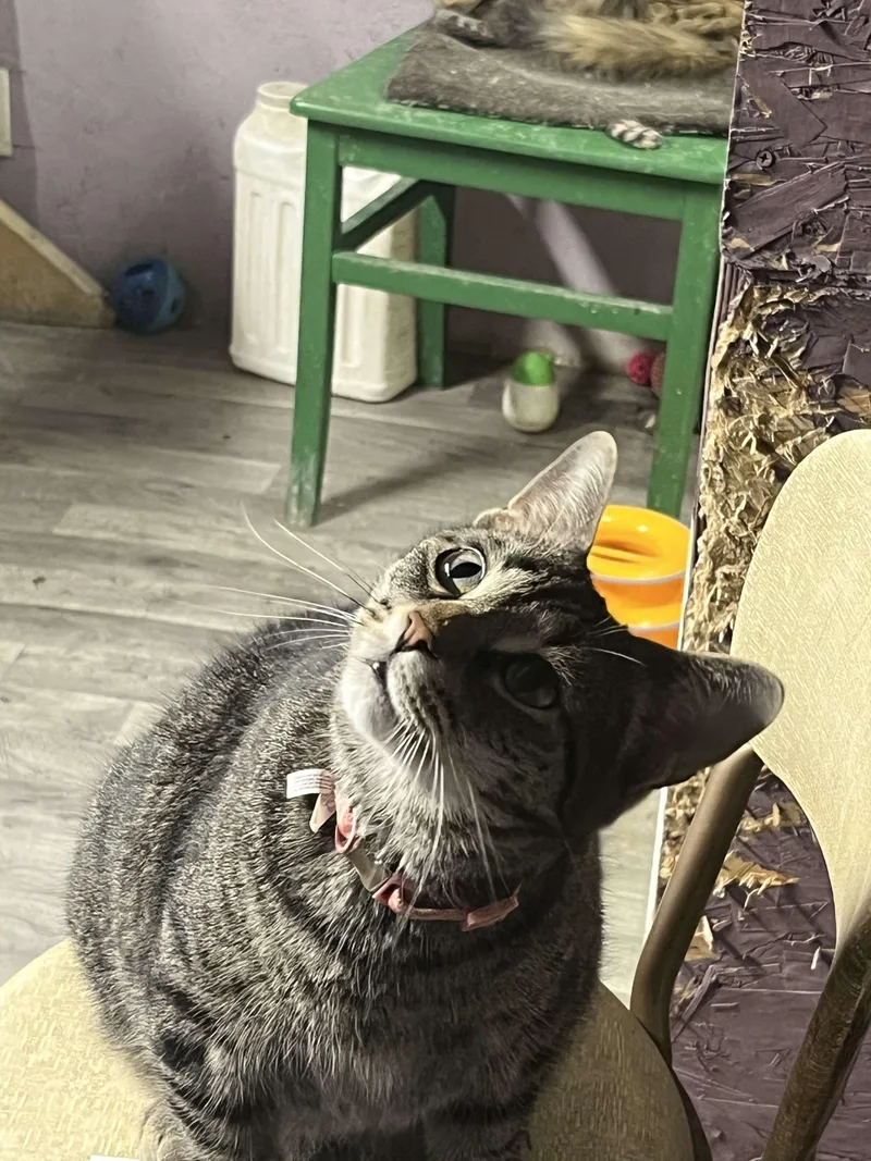 Scat Kat Jones thumbnail 2