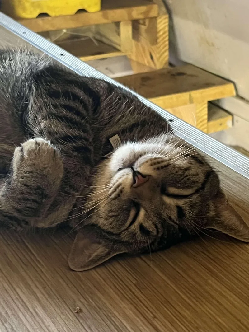 Scat Kat Jones thumbnail 5