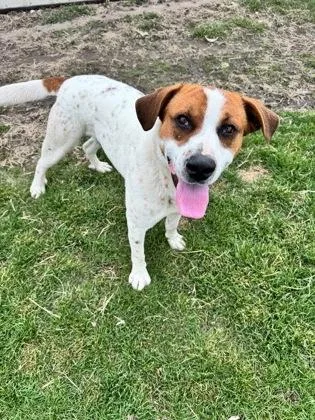 A young large-sized male Great Pyrenees dog named Laddie for adoption in St. Anne, IL