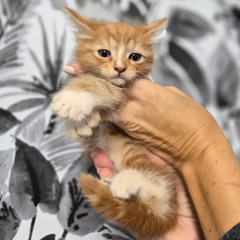 Orangeadoodle