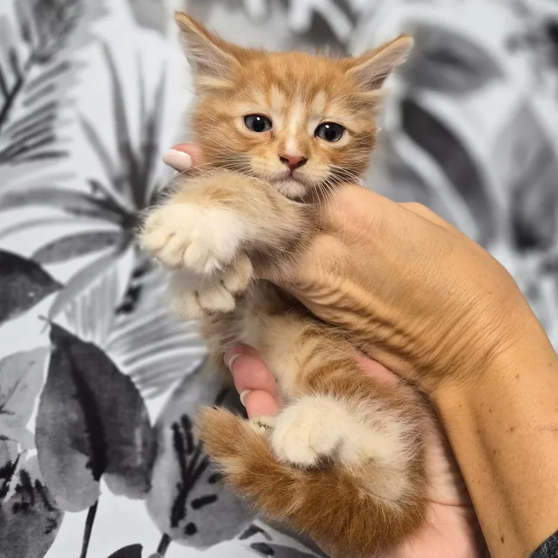 Orangeadoodle thumbnail 2