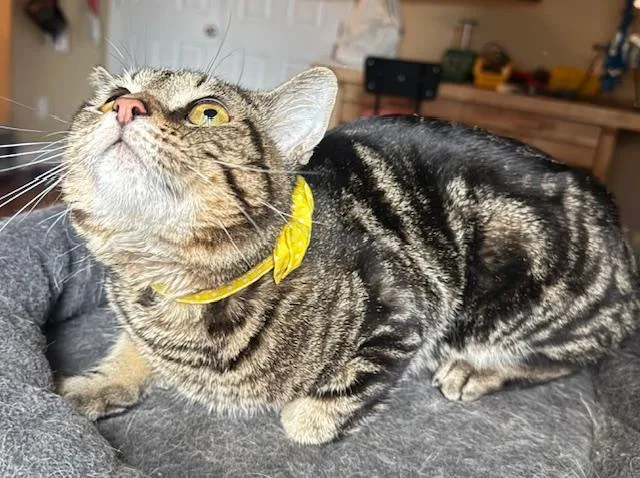 A young medium-sized male Gray / Blue / Silver Domestic Short Hair cat named Devo for adoption in Las Vegas, NV