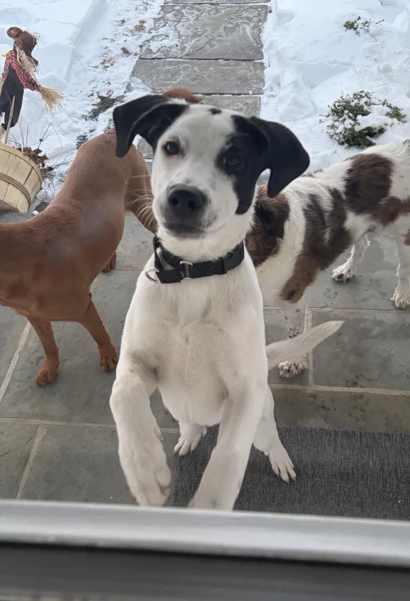 Bella