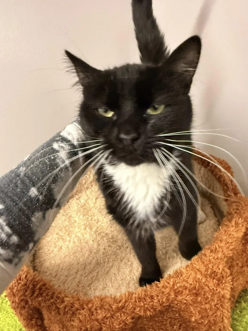 Sarafina thumbnail 2