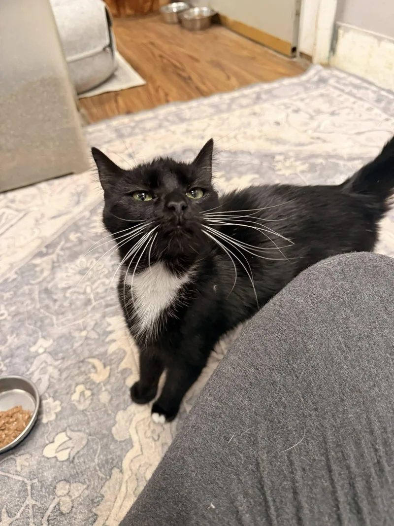 Sarafina thumbnail 3