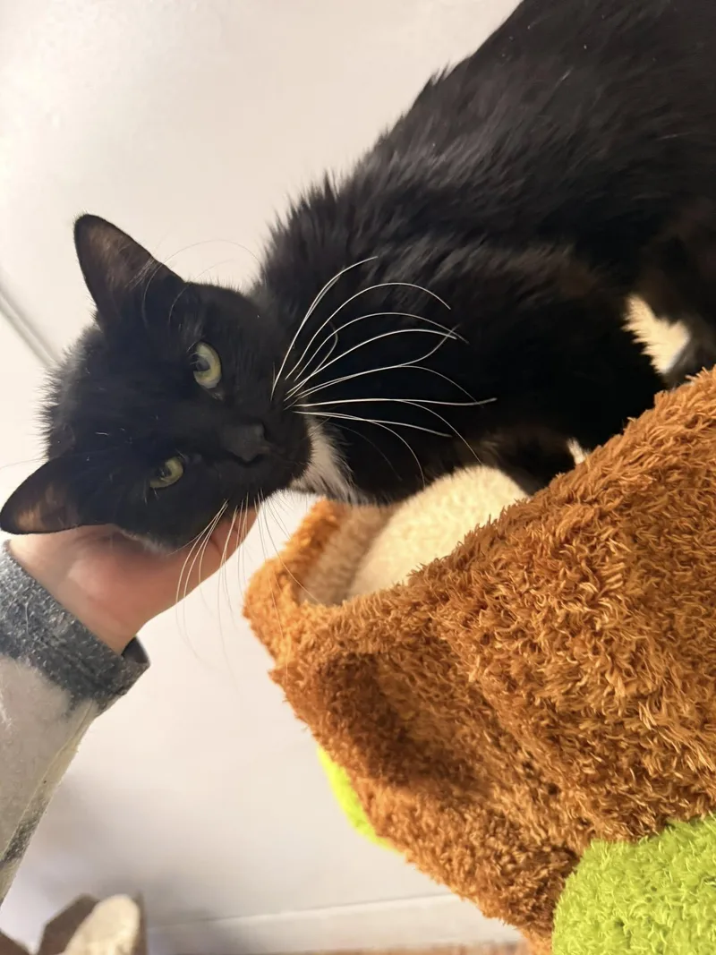 Sarafina thumbnail 4