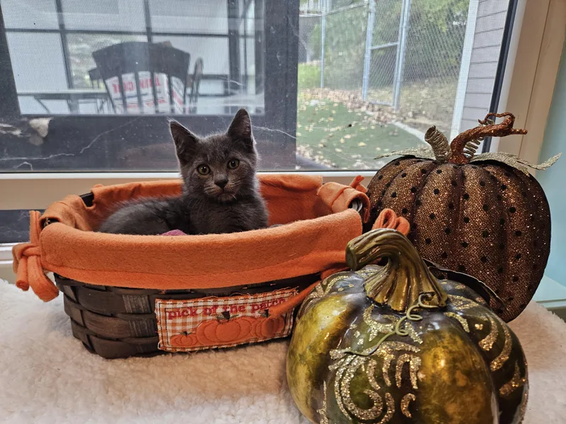 A baby medium-sized male Gray / Blue / Silver American Shorthair cat named Shortstop for adoption in Brooklyn, MI