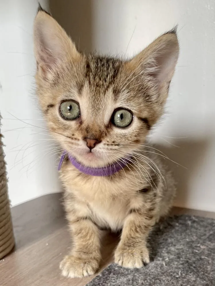 A baby small-sized female Tabby (Brown / Chocolate) Tabby cat named Avery for adoption in Salisbury, NC