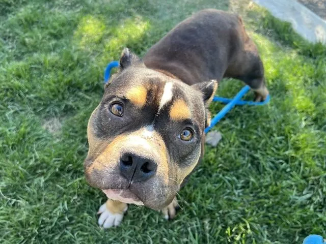 A young small-sized male American Bulldog dog named Knox for adoption in San Jose, CA