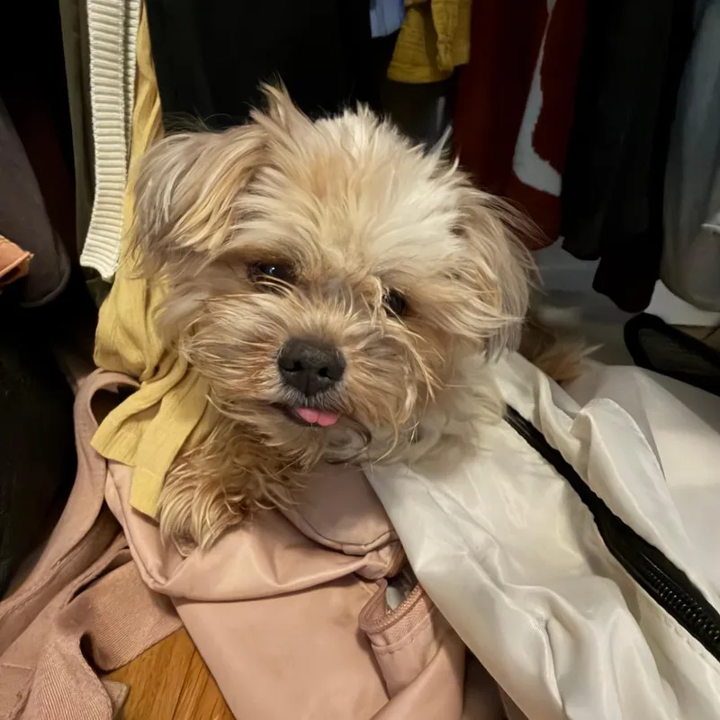 An adult small-sized male Yellow / Tan / Blond / Fawn Shih Tzu dog named Arthur for adoption in Brooklyn, NY