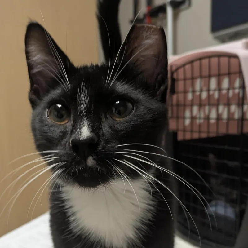 A baby medium-sized male Black Domestic Short Hair cat named Hamtaro for adoption in Chicago, IL
