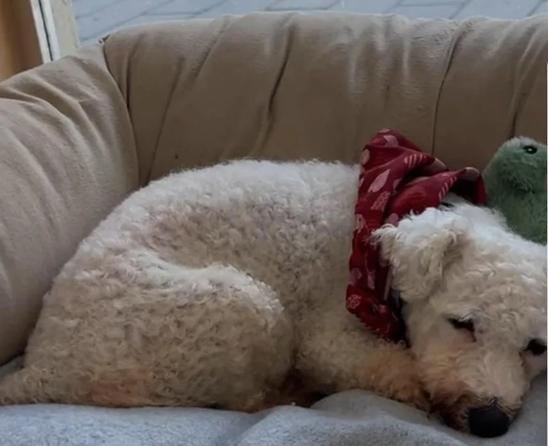 An adult small-sized female Maltese dog named Naomisweet Lb Girl! for adoption in Fort Myers, FL