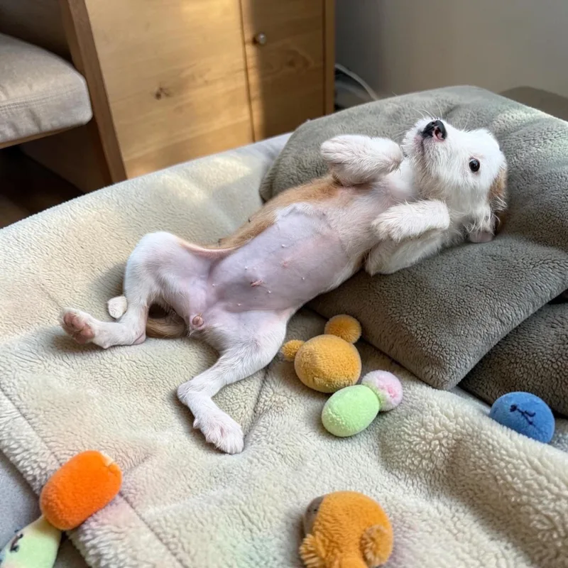 Macaroni thumbnail 2