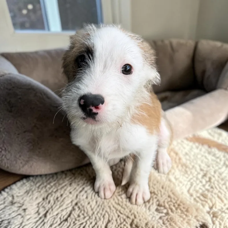 A baby medium-sized female Parson Russell Terrier dog named Macaroni for adoption in San Diego, CA