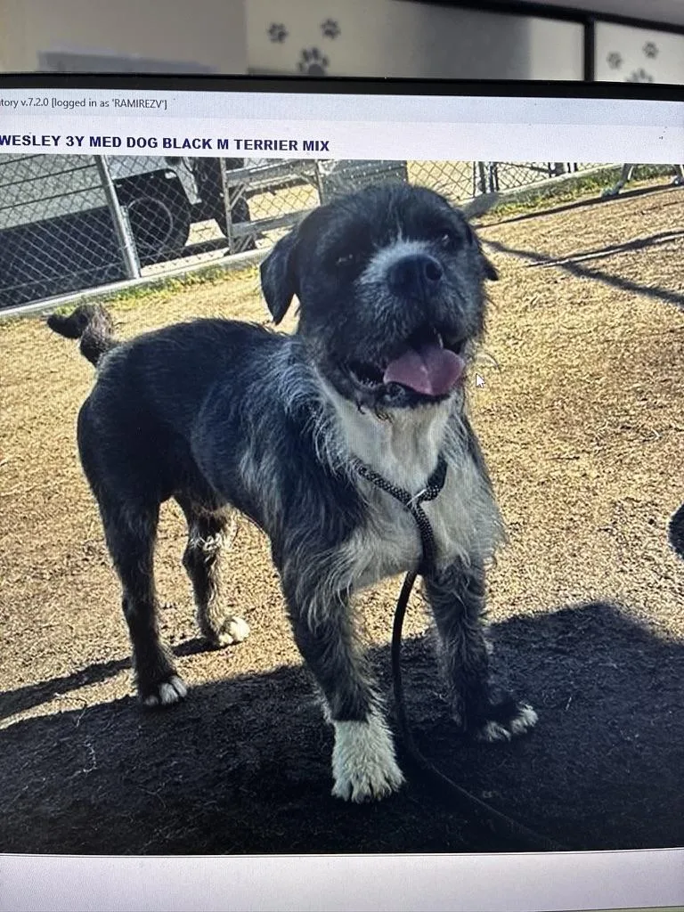 A young medium-sized male Old English Sheepdog dog named Wesley for adoption in Wingdale, NY