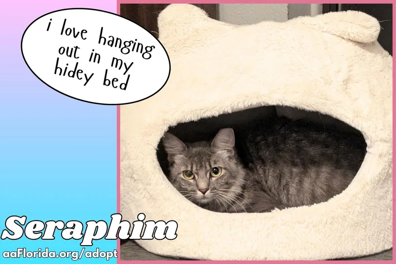 A young medium-sized female Gray / Blue / Silver Domestic Medium Hair cat named Seraphim for adoption in Pensacola, FL