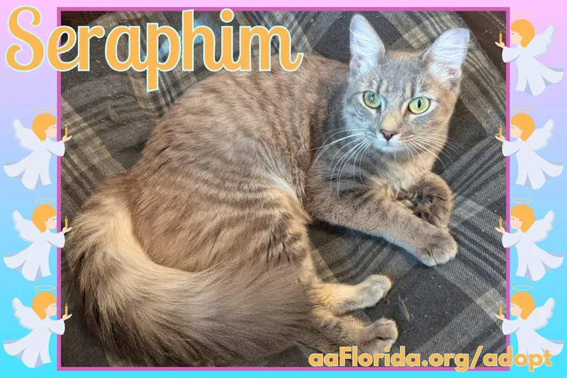 Seraphim thumbnail 2