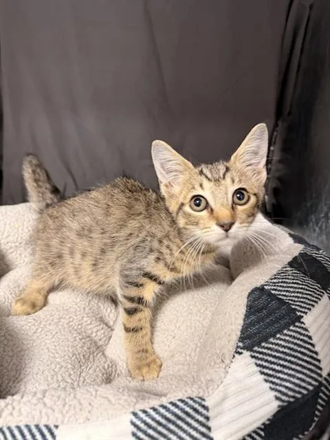 An adult small-sized male Domestic Short Hair cat named Cha Cha for adoption in Appling, GA