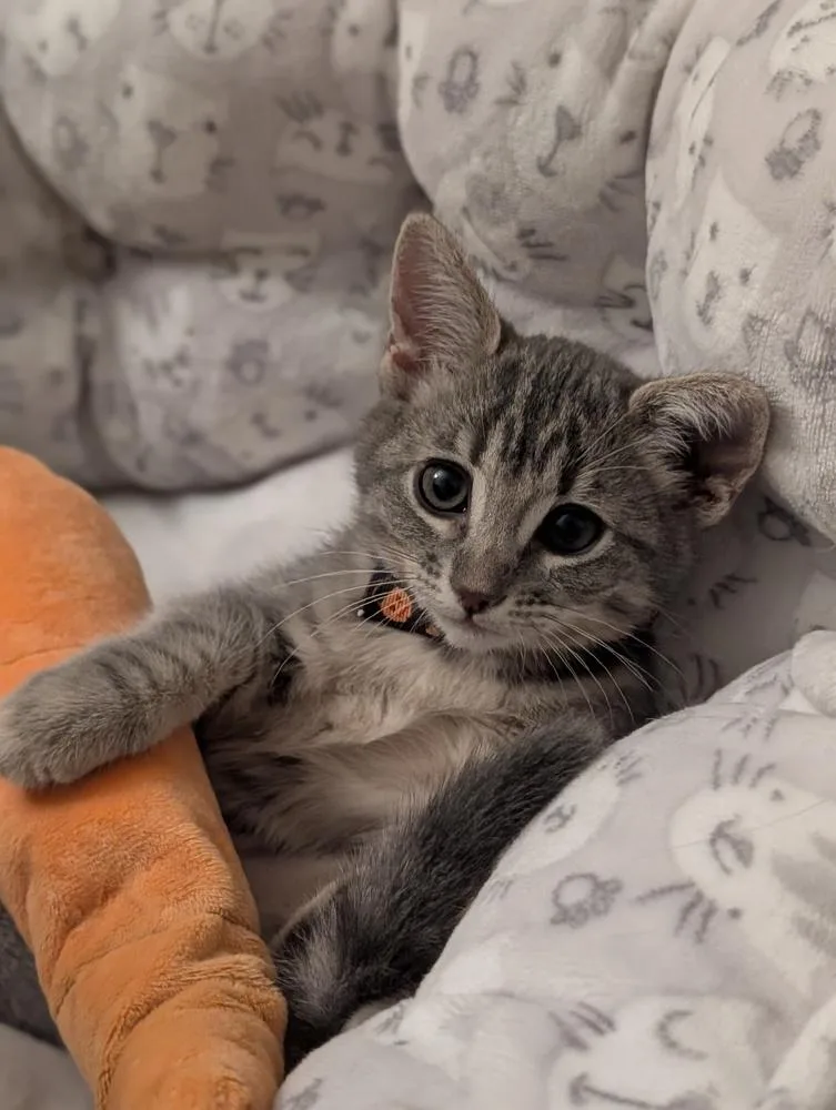 A baby small-sized female Tabby cat named Boots for adoption in Fremont, CA