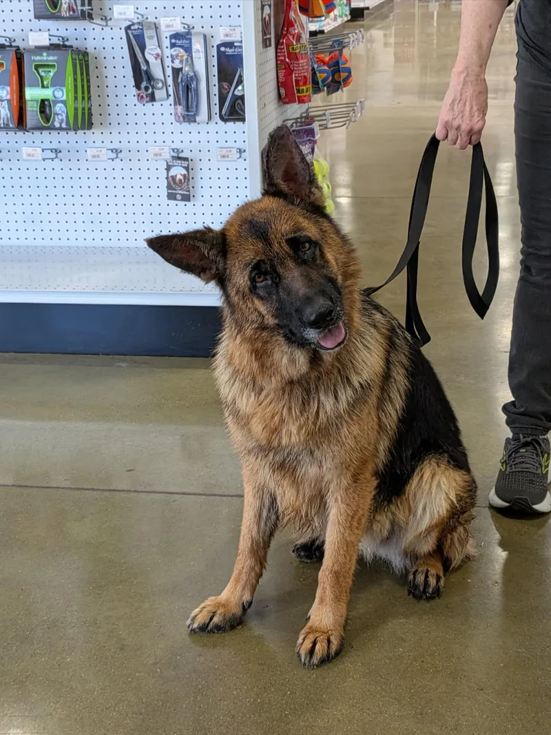 A young medium-sized female German Shepherd Dog dog named Korra for adoption in Irvine, CA