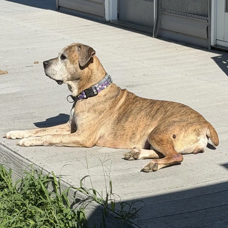 Ella