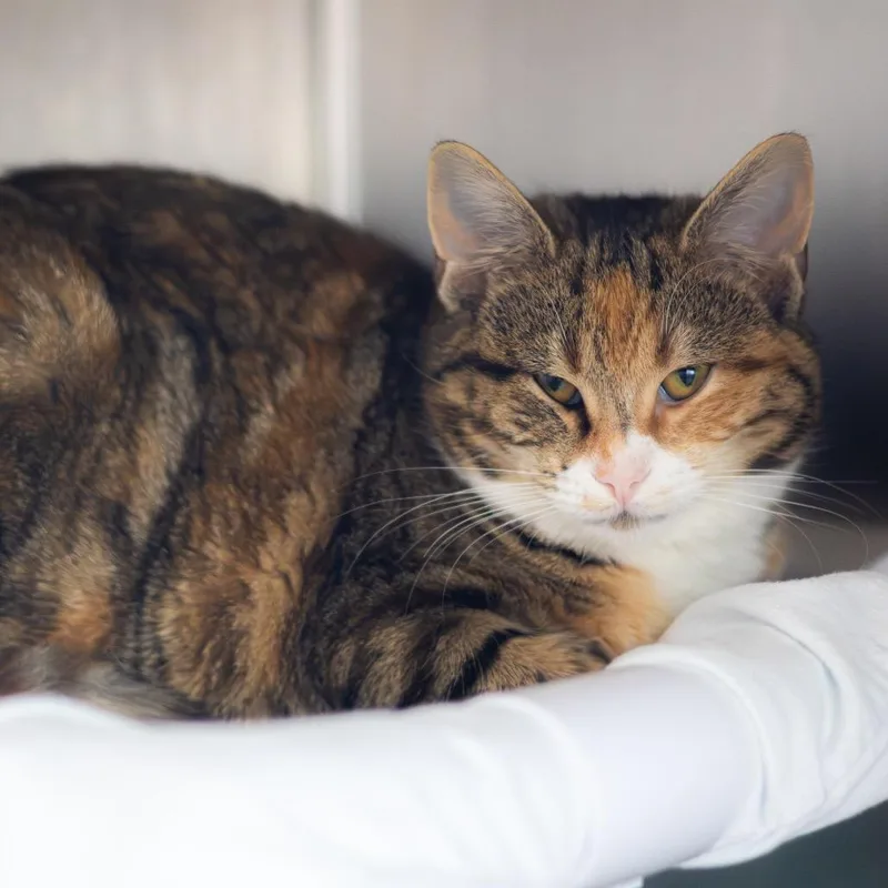 Princess Diana thumbnail 2