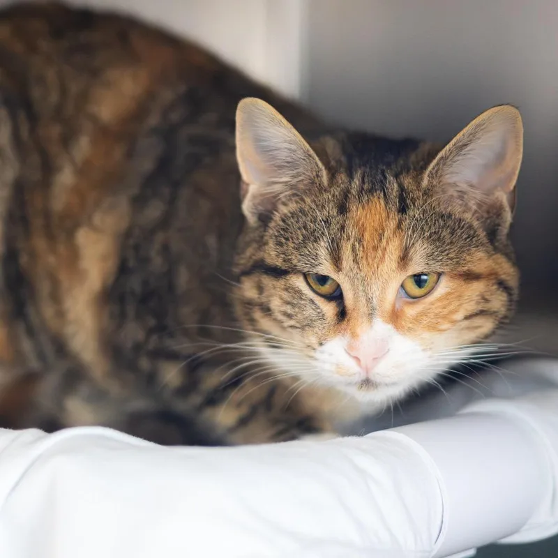 Princess Diana thumbnail 3